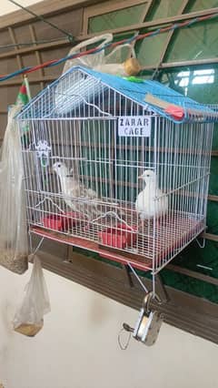 White Dove Pair for Sale with cage