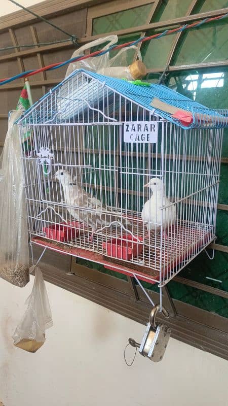 White Dove Pair for Sale 0