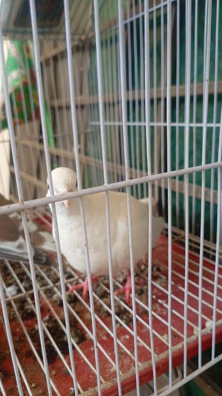 White Dove Pair for Sale 1