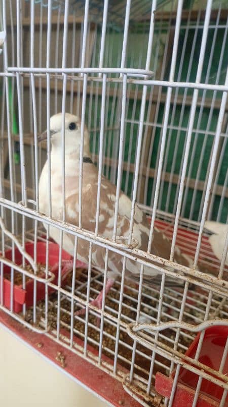 White Dove Pair for Sale 2