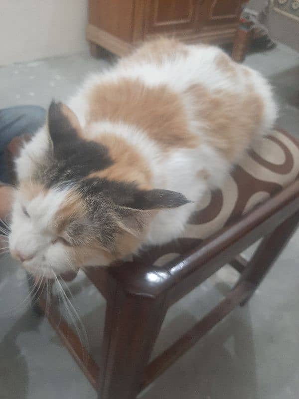 Persian Calico Cat American 0