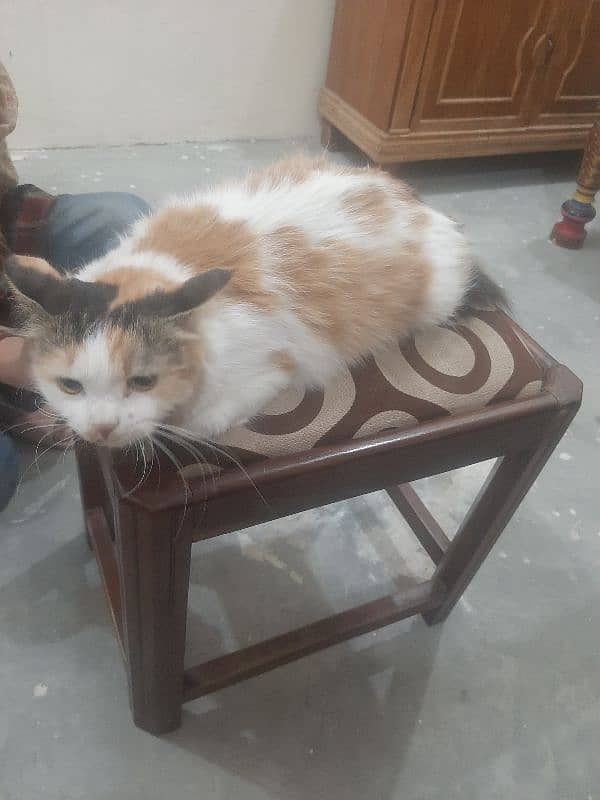 Persian Calico Cat American 3