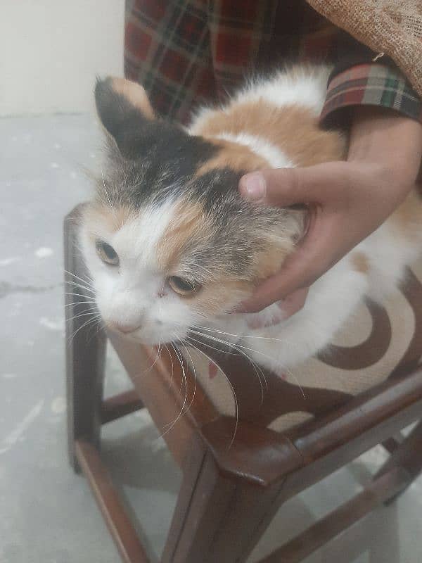 Persian Calico Cat American 4