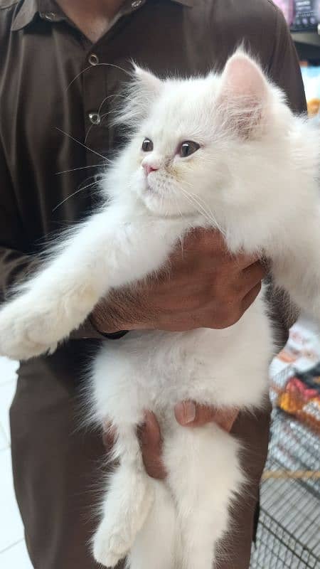 Persian White Cat 2