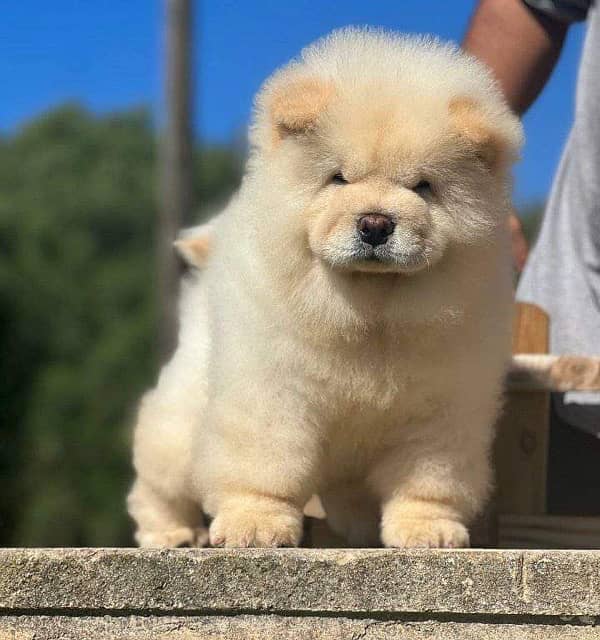 Chow chow pedigree microchipped puppy available for sale 1