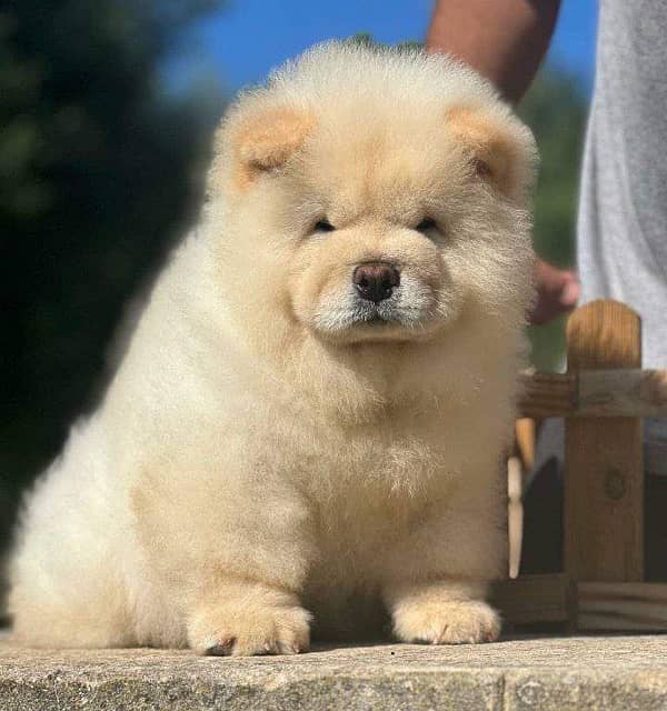 Chow chow pedigree microchipped puppy available for sale 2