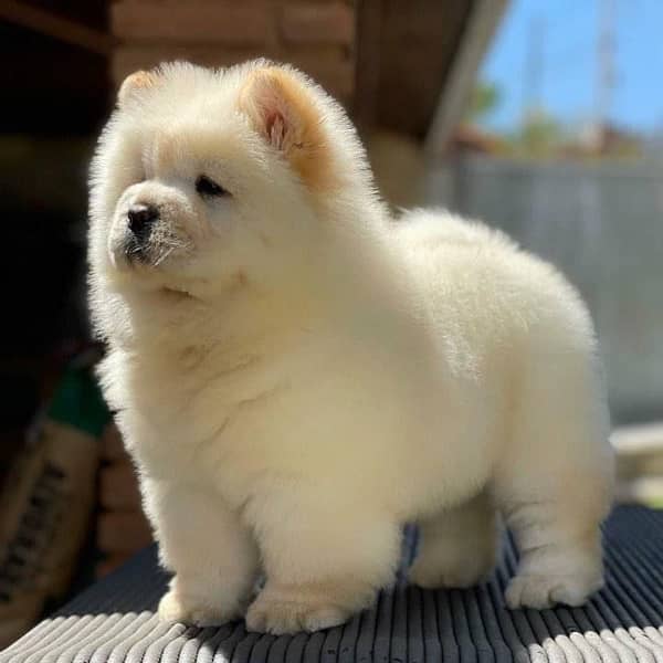 Chow chow pedigree microchipped puppy available for sale 3