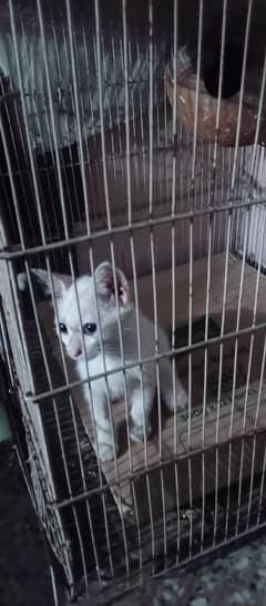 cute russiàn catty 2 month