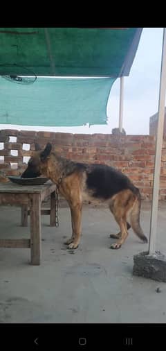 German Shepherd Female