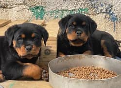 Rottweiler pedigree microchipped puppies are available for sale