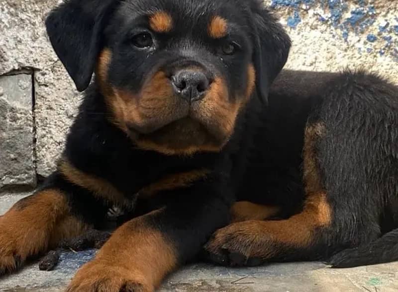 Rottweiler pedigree microchipped puppies are available for sale 1