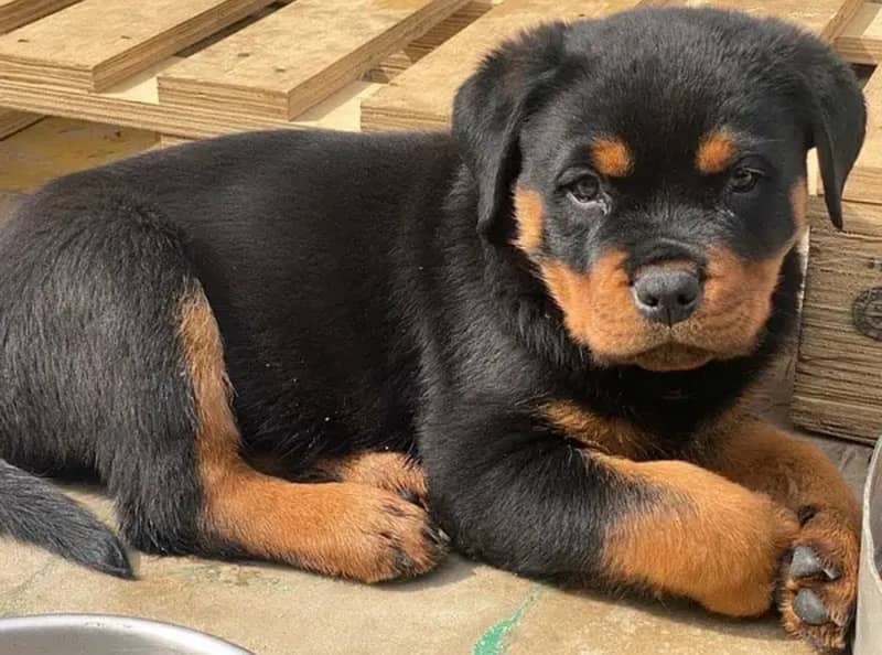 Rottweiler pedigree microchipped puppies are available for sale 2