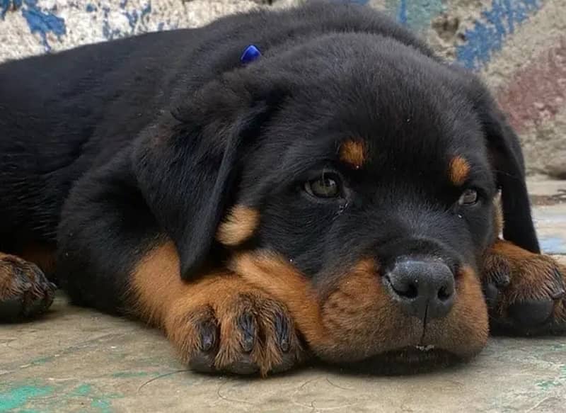 Rottweiler pedigree microchipped puppies are available for sale 3