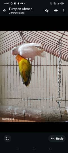 love bird