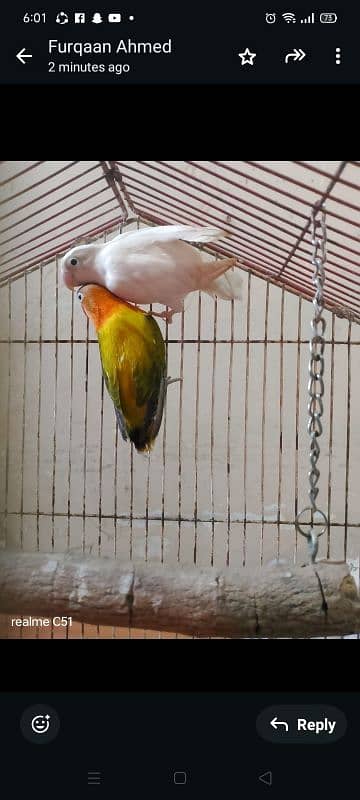 love bird 0