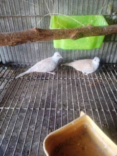 Dove bridar pair+java paty love birds parrots Finch