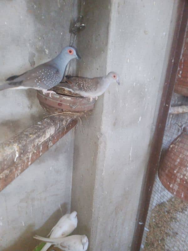 Dove bridar pair+java paty love birds parrots Finch 1