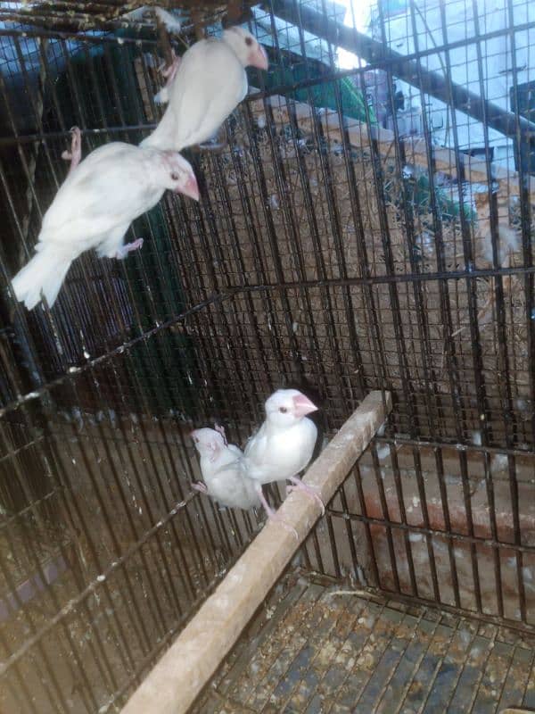 Dove bridar pair+java paty love birds parrots Finch 2