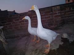 white big duck pair h