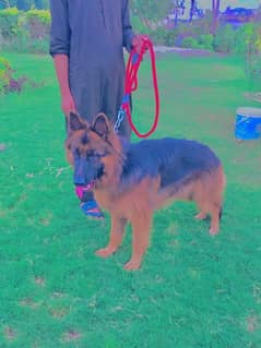 German shepherd Long coat black Male  pedigree confirm stud