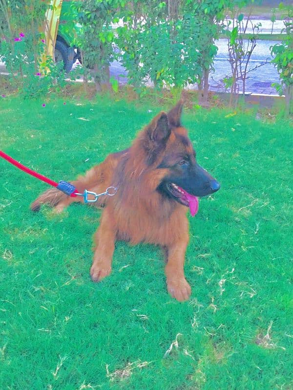 German shepherd Long coat black Male  pedigree confirm stud 1