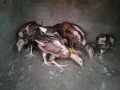 High Quality Peelay Miawali Aseel Chicks 2.5Months age (Peela Aseel)