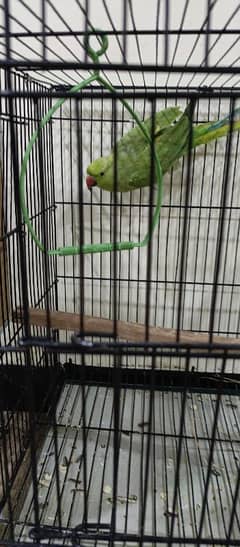 green parrot