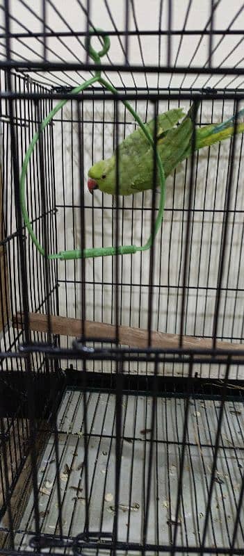 green parrot 0