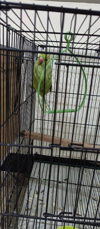 green parrot 1