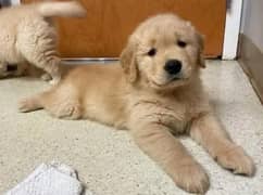 American golden retriever champion blood line pedigree puppy available