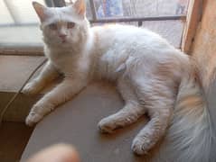 Double coated Persian Male Cat Looking for new Home 03036558425