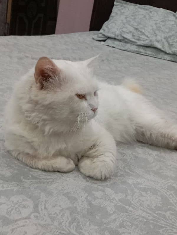 Double coated Persian Male Cat Looking for new Home 03036558425 1