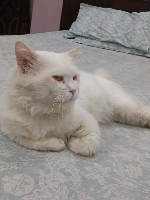 Double coated Persian Male Cat Looking for new Home 03036558425 3