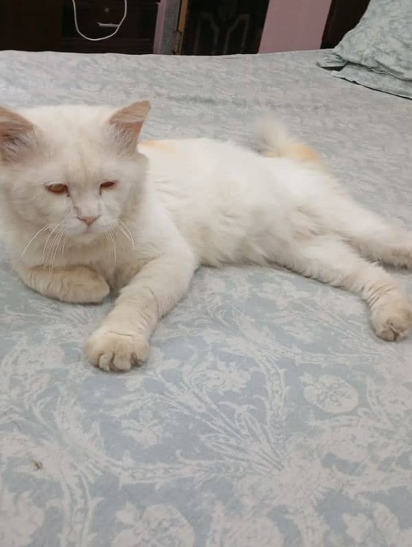 Double coated Persian Male Cat Looking for new Home 03036558425 4