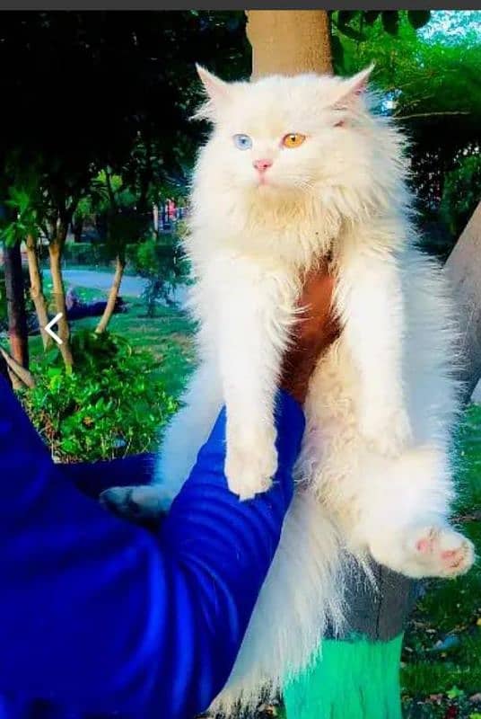 Persian hamalian british punch face piki face cat's and kitten's 18