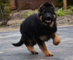 German shepherd pedigree microchipped long hair puppy available here