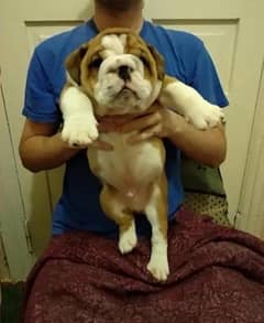 English bulldog imported pedigree puppy available for sale