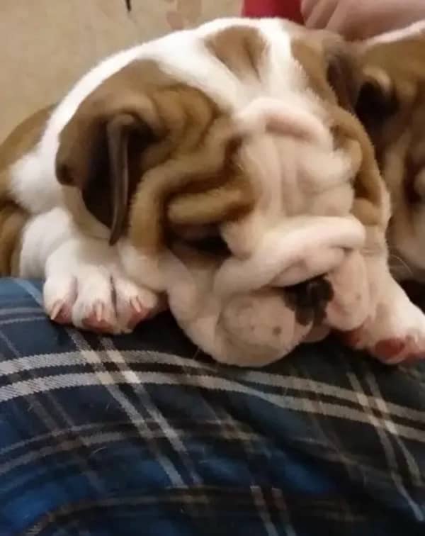 English bulldog imported pedigree puppy available for sale 1