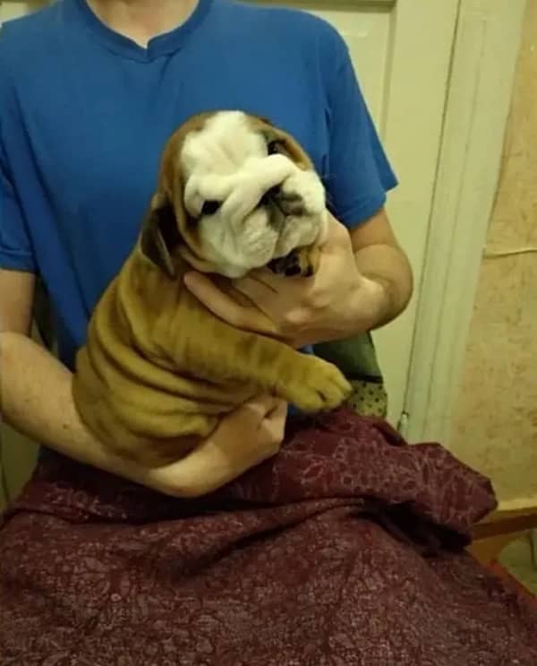 English bulldog imported pedigree puppy available for sale 2