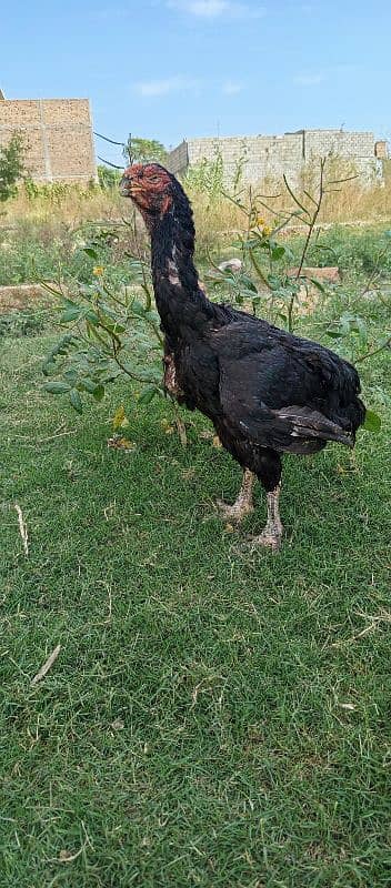 parrot peak female for sale. granty off egg laying. 1