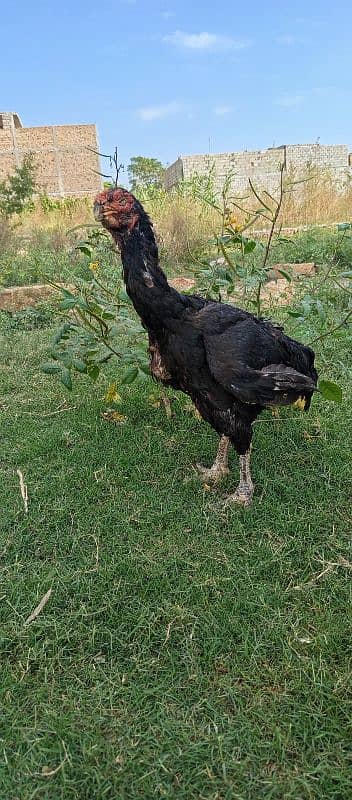 parrot peak female for sale. granty off egg laying. 2