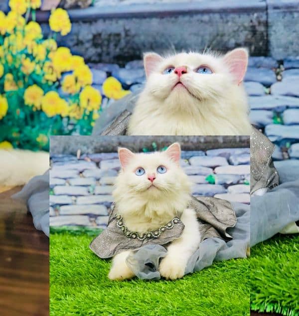 Persian hamalian british punch face piki face cat's and kitten's 1