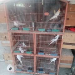 cocktail lovebirds &budgies setup for sale 0