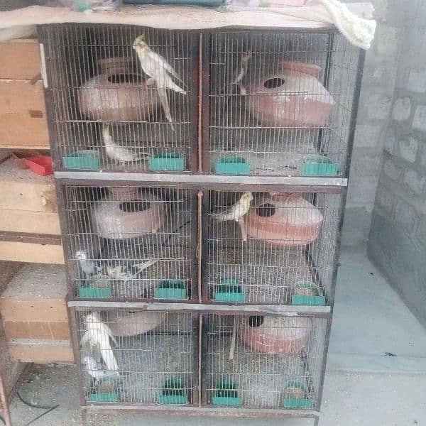 cocktail lovebirds &budgies setup for sale 1