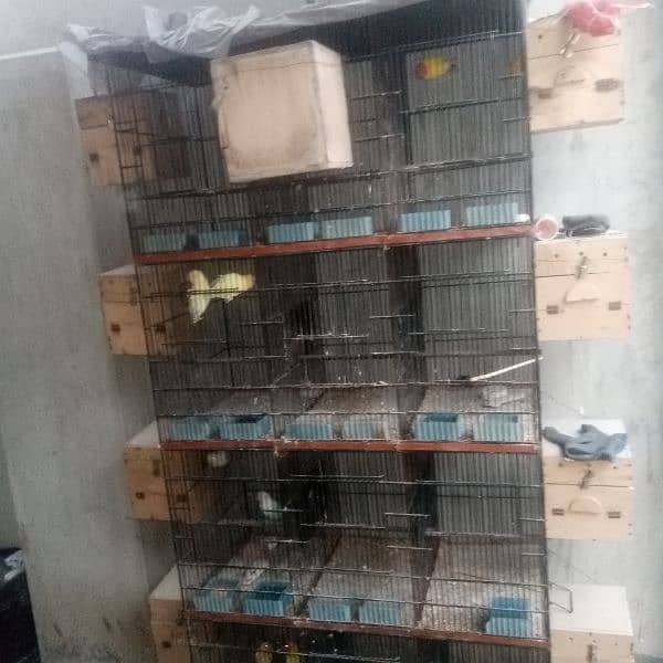 cocktail lovebirds &budgies setup for sale 2