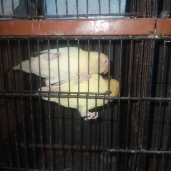 cocktail lovebirds &budgies setup for sale 8