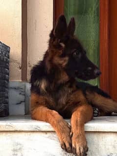 GERMAN SHEPHERD BLACK MASK