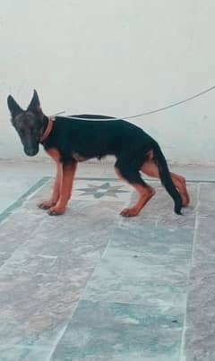 German shepherd puppy for sale