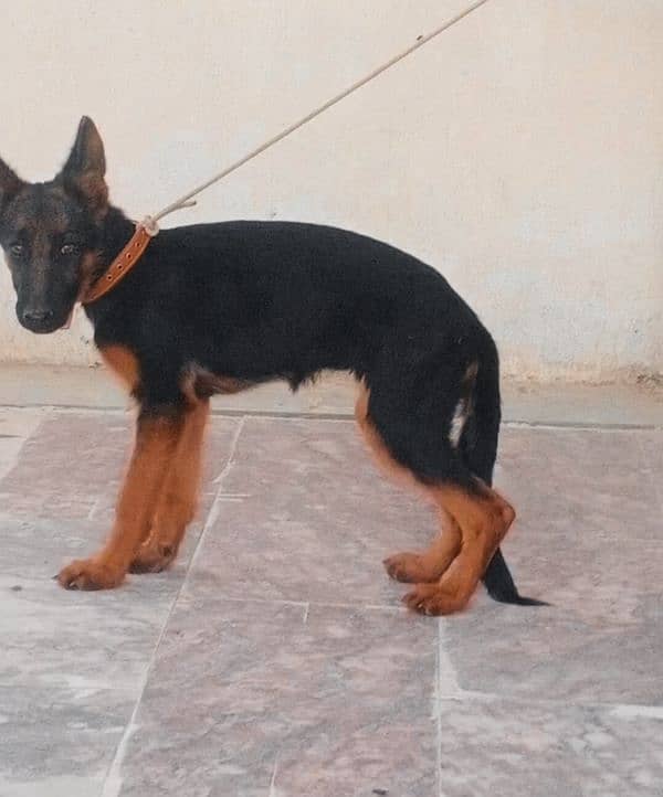 German shepherd puppy for sale 1