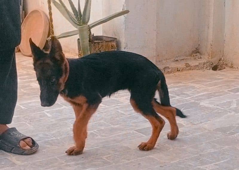 German shepherd puppy for sale 4